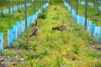  Nilgänse  © Walter Oeffling 